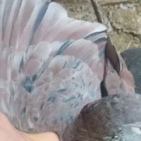 ساده هفت رنگ