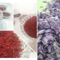 زعفران نگین سبزوار