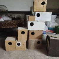 لانه کوتوله