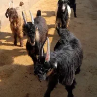 دوبر بزغاله بز بره میش قوچ دوبری