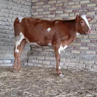 دو عدد گوساله سیمینتال ماده 6ماهه تمیز چاق از گاو|حیوانات مزرعه|آق قلا, |دیوار