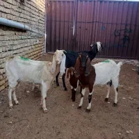 سه راس بزغاله دار