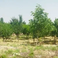 باغ باغچه زمین چهاردیواری نقد اقساط شرایط بینظیر