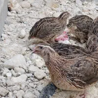 بلدرچین بالغ