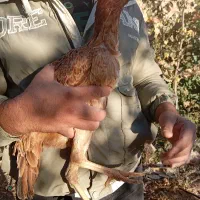 طاقچه مرغ لاری ایژی|حیوانات مزرعه|تربت جام, امام|دیوار