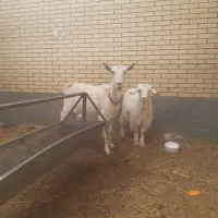 بز سانن اصل آبستن