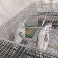 عروس پاریس|پرنده|رامشیر, |دیوار