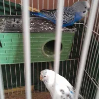 مرغ عشق بشرط معاوضه با عروس هلندی|پرنده|اشتهارد, |دیوار