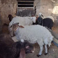 گوسفند برای کشتن بره نروماده وبزغاله نر
