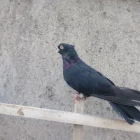 زاغ چشم و نوک سفید کاکل میخ وسینه مشکی