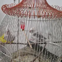 یک جفت عروس هلندی سخنگو
