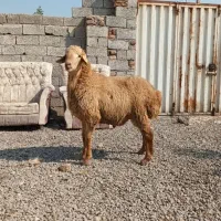 توغلی ، گوسفند همه رقم قربانی