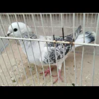 کبوتر بوم|پرنده|مشهد, ایثار|دیوار