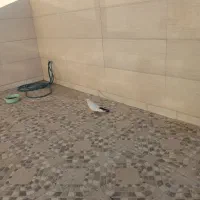 ماده دمب سیاه عروسک|پرنده|آبادان, |دیوار