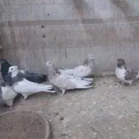 یه گل کفتر یکجا فروشه...|پرنده|بهار, |دیوار