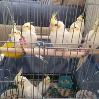 عروس هلندی لوتینو