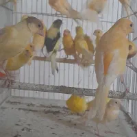 قناری مولد رنگی زیبا