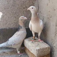 کبوترجفتی بشرط تخم