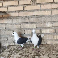 جفت دوکت پلاکی|پرنده|اهواز, فدک|دیوار