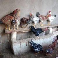 خروس