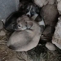 دوتا توله پاکوتاه نر وماده|سگ|نظر کهریزی, |دیوار