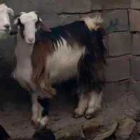 بزغاله ماده یکساله