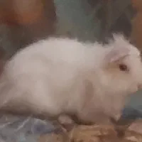 خرگوش پشمالو دونه|موش و خرگوش|سراوان, |دیوار