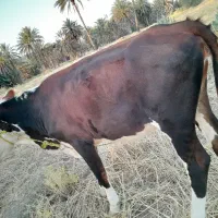 گاو گوستر عالی