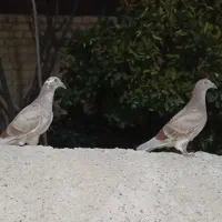 کفتر پلاکی|پرنده|مرودشت, شهرک مهدیه|دیوار