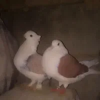 معاوضه با طوق