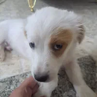 سگ اشپیتز