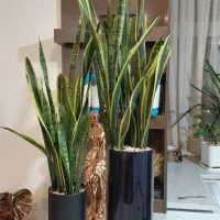 گُل سانسوریا، زاموفیلا|گل و گیاه طبیعی|شاهین‌شهر, فیض|دیوار