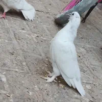 کفتر دم سیاه  فروشی نره جوجه پرشی|پرنده|مشهد, اروند|دیوار