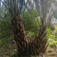باغ  نخل