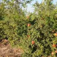 باغچه ۱۵۰۰ متری با موقعیت عالی و سند تک برگ|فروش خانه و ویلا|اشتهارد, |دیوار