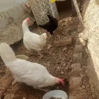 مرغ تخم گذار