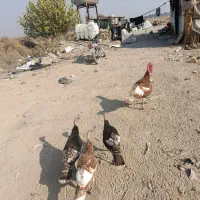 بوقلمون|حیوانات مزرعه|آفتاب, |دیوار