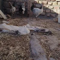 سه عدد خروس جوان