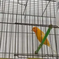پرنده سرای پدیده افتتاح شد