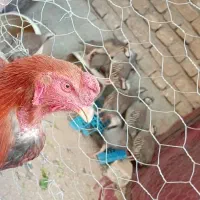 مرغ خروس زینتی تخم گزار