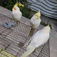 عروس هلندی