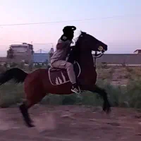 اسب