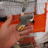 عروس نرماده