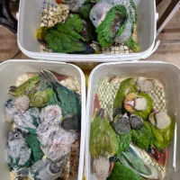 انواع نژادهای گرینچک سرلاکی تا مولد برد شاپ شاپرک|پرنده|اصفهان, حسینآباد|دیوار