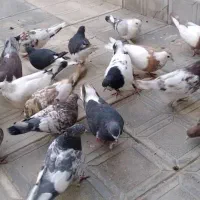 کفتر|پرنده|یاسوج, |دیوار