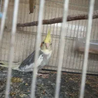 عروس هلندی نر