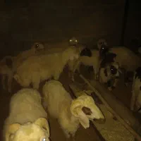 بره نر|حیوانات مزرعه|رفسنجان, |دیوار