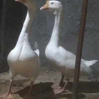 غوغاز اوکراینی نر ماده و قفس مکانیزه|حیوانات مزرعه|قم, زند آباد|دیوار