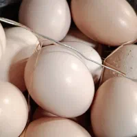 تخم ابریشمی موجوده