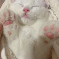 دنیای گربه